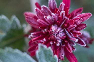 Frost frost buz sarkıtları ilk frost Frost'un çiçek geç sonbahar kasımpatı çiçeği üzerinde Kapat