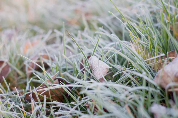 Frost Frost Icicles First Frost Frost Grass Leaves Lawn Late — Stock Photo, Image