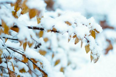 Kış dalları çalı yaprakları erkeçsakalı beyaz kar altında