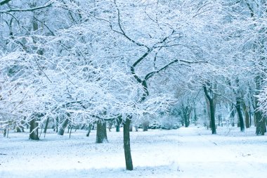 Kış park ağaç kar karlı boş yolda