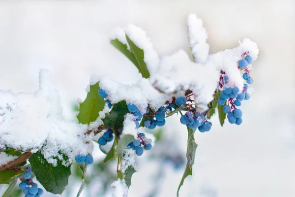 Ramos Inverno Fruto Arbusto Mahonia Sob Neve Branca — Fotografia de Stock