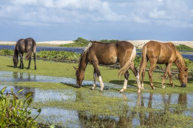 Otlatma nehir ve deniz içinde belgili tanımlık geçmiş Natal şehir Brezilya atları