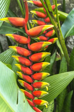 Heliconia grup ve yeşil yaprakları 