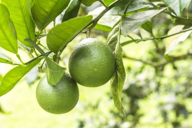 Limon yaprak yeşil zemin üzerine