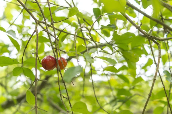 Acerola ağaç dalları ve meyve ile