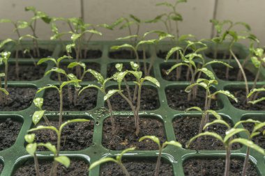 Genç fidan yukarıdan görünüm takımıdır, ile Ekim