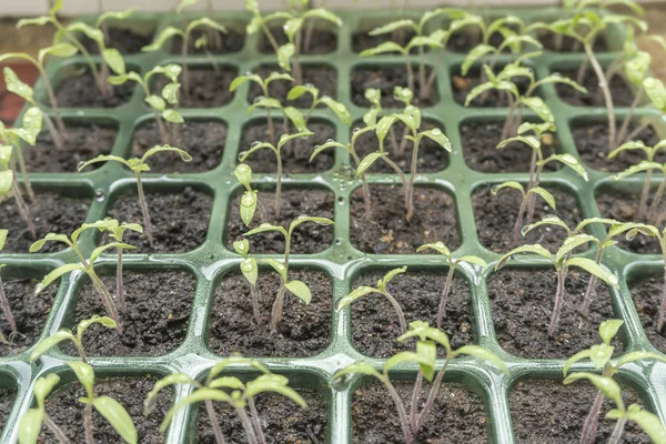 Sowing Young Seedlings Germinating View — Stock Photo, Image