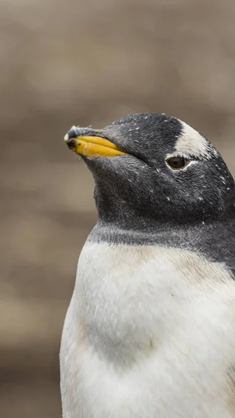 Колония Пингвинов Gentoo Фолклендских Островах — стоковое фото