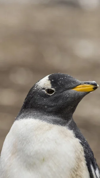 Gentoo Kolonii Pingwinów Wyspy Falklandy — Zdjęcie stockowe