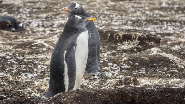 Колония Пингвинов Gentoo Фолклендских Островах — стоковое фото