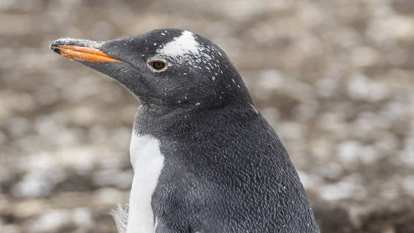 Колония Пингвинов Gentoo Фолклендских Островах — стоковое фото