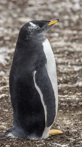 Colonia Pingüinos Gentoo Las Islas Malvinas —  Fotos de Stock