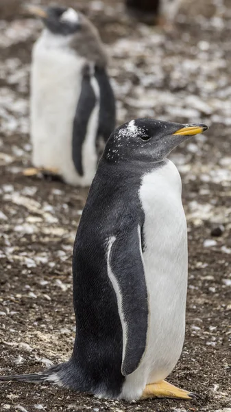 Gentoo Pingvin Kolónia Falkland Szigetek — Stock Fotó