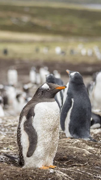 Gentoo Pingvin Kolónia Falkland Szigetek — Stock Fotó