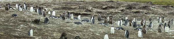 Colonia Pingüinos Gentoo Las Islas Malvinas — Foto de Stock