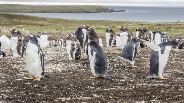 Falkland Adaları üzerinde Gentoo penguenleri kolonisi.