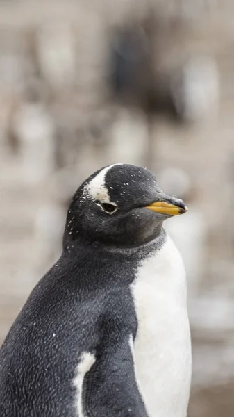 Gentoo Колонії Пінгвінів Островах Фолклендські Острови — стокове фото