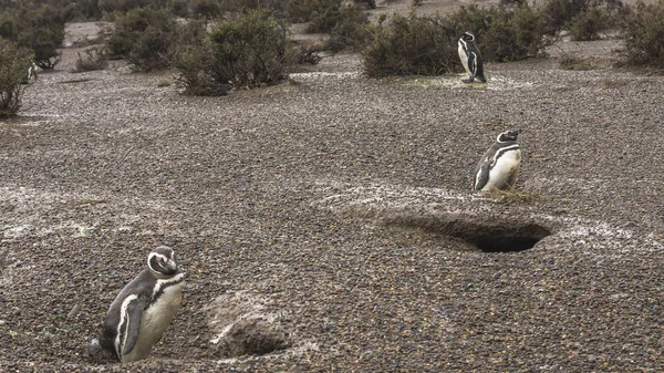 Пингвины Прогуливаются Заповедной Зоне Пуэрто Мадрине — стоковое фото