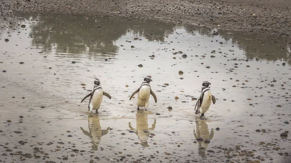 Пингвины Ходят Грязи Скалам — стоковое фото