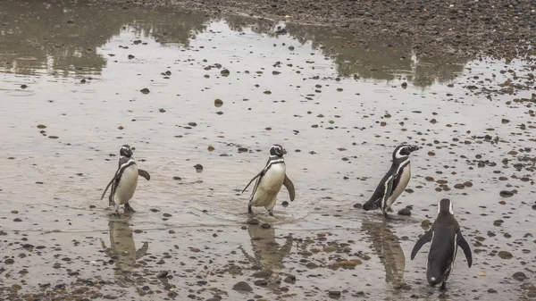 Pingvinek Séta Sár Sziklák — Stock Fotó