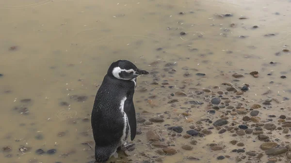 Gros Plan Pingouin Seul Sur Fond Pierres Boue — Photo