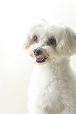 Sevecen aramak yakın beyaz kaniş