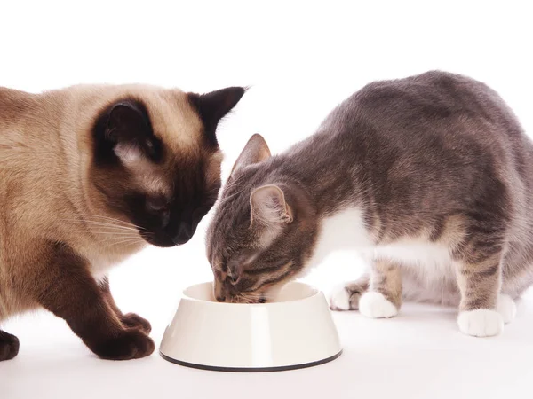 Dos gatos comiendo de la misma fuente de alimentación —  Fotos de Stock