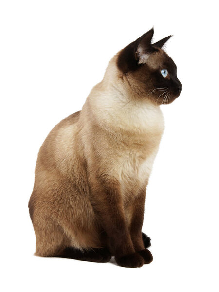 side view of siamese cat isolated on white