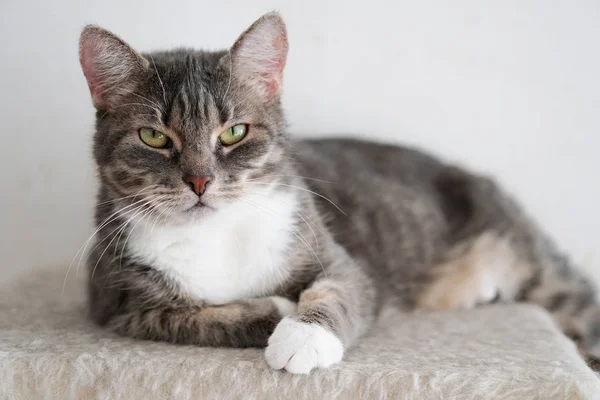 Gray tabby pet cat resting — Stock Photo, Image