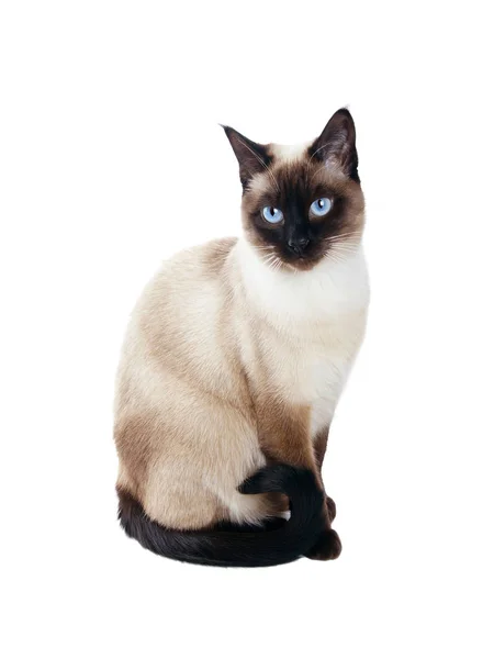 Siamese kat geïsoleerd op wit — Stockfoto