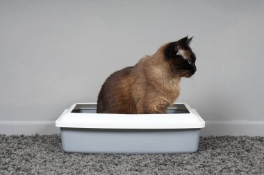 ehlileşmiş kedi kedi tuvalet ya da çöp kutusuna oturmuş
