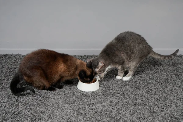 Dois gatos comendo de uma tigela de alimentação — Fotografia de Stock