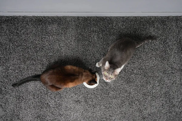 Dois gatos comendo da mesma tigela de alimentação — Fotografia de Stock