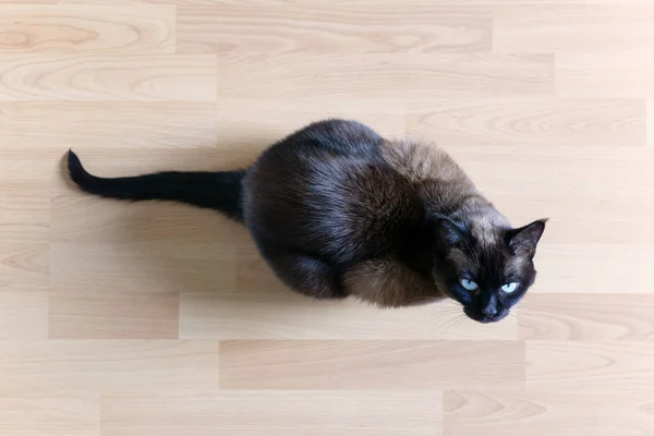 Gato siamés sentado en suelo laminado mirando hacia arriba — Foto de Stock