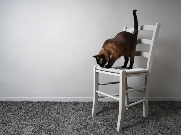 Кошка со страхом перед телами, стоящими на стуле — стоковое фото