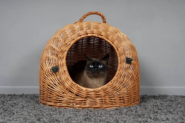 Cat resting in wicker basket — Stock Photo, Image