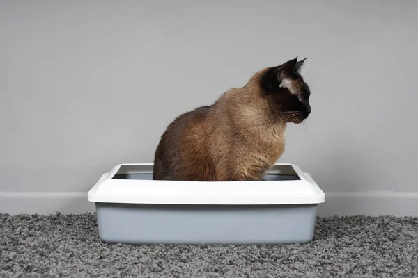 Домашняя разбитая кошка сидит в туалете или мусорном ящике — стоковое фото