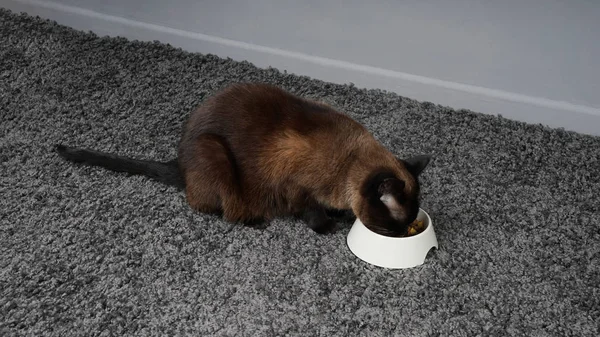 cat eating pet food from feeding bowl