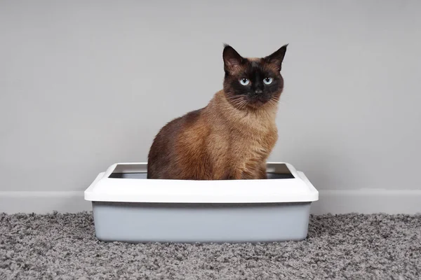 Домашня підготовлена кішка сидить у котячому туалеті або коробці для сміття Стокове Зображення