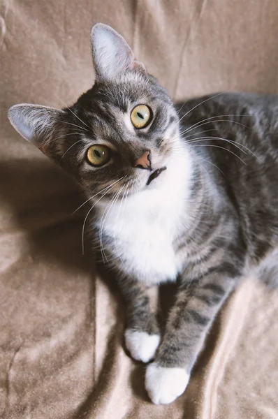 Смешной кот с вопросительным взглядом — стоковое фото