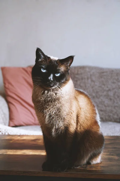 Gato siamés se sienta en la mesa de café en la sala de estar —  Fotos de Stock