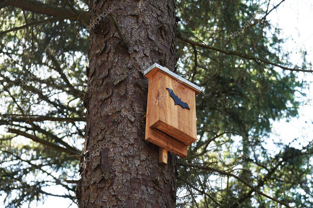 bat box in tree