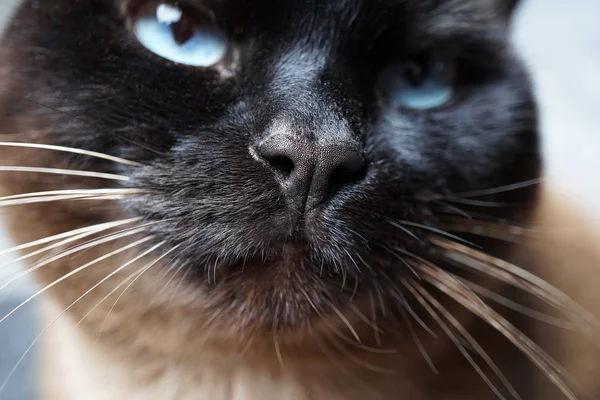 Nariz de gato siamês close-up — Fotografia de Stock