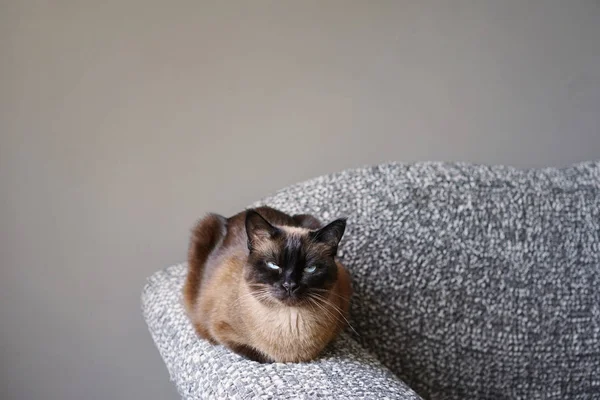 Siamese cat resting on couch armrest in living room — Stock Photo, Image