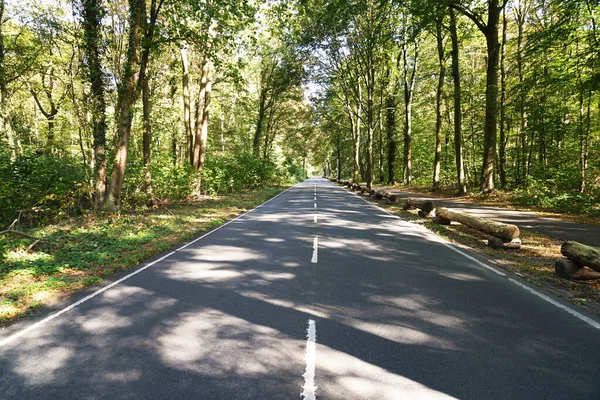 清空穿过森林的双车道乡间道路 免版税图库图片