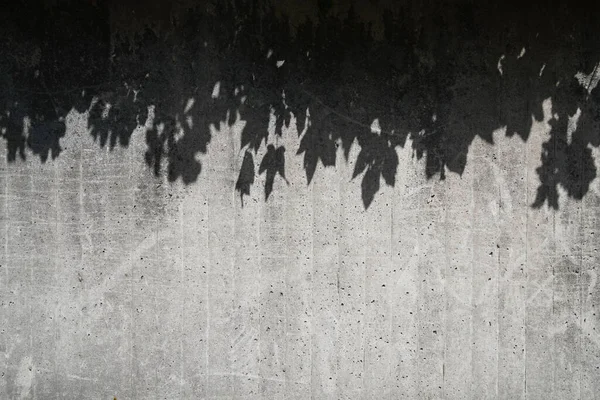 Sombras de folha na parede de concreto - fundo padrão abstrato — Fotografia de Stock