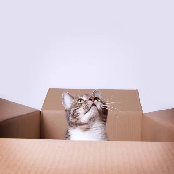 Gato em caixa de papelão olhando para cima para copiar espaço — Fotografia de Stock