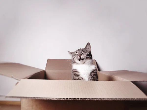 Смешно смеющийся кот в картонной коробке — стоковое фото