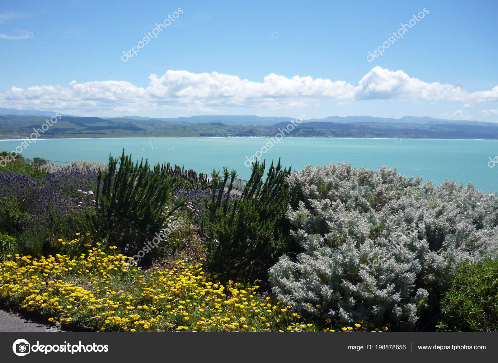 blooming flowers pacific coast napier new zealand stock photo
