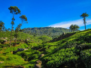 Haputale, Sri Lanka, çay tarlaları sabah ışığında, çay tarlaları.